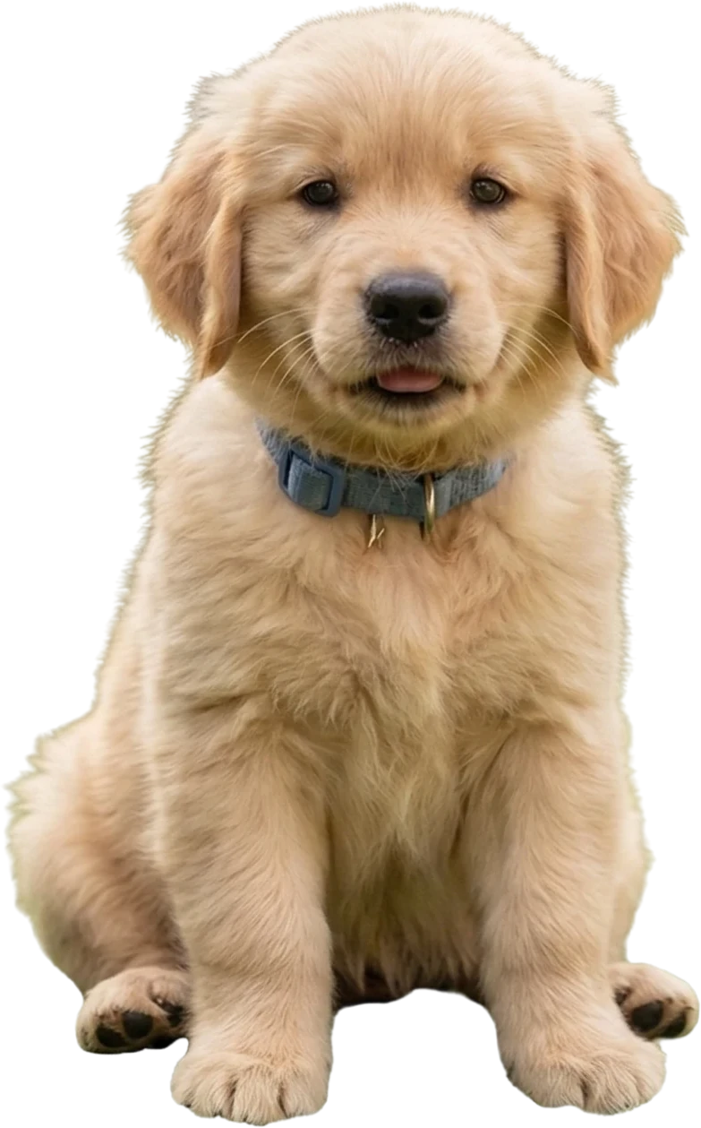 Pawsitive Friends Hero